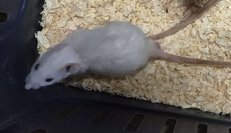 Fancy rat Pet only Rattus norvegicus 