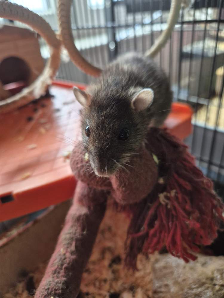 Fancy rat Pet only Rattus norvegicus 