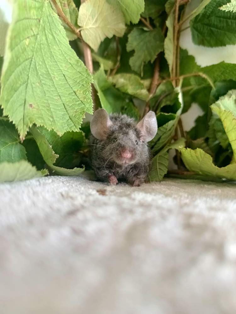 Fancy mouse Breeder Mus musculus 