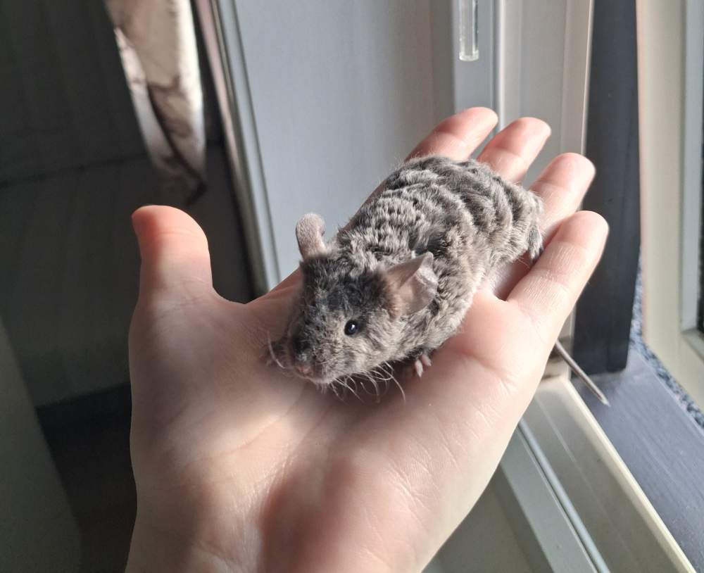 Fancy mouse Breeder Mus musculus 