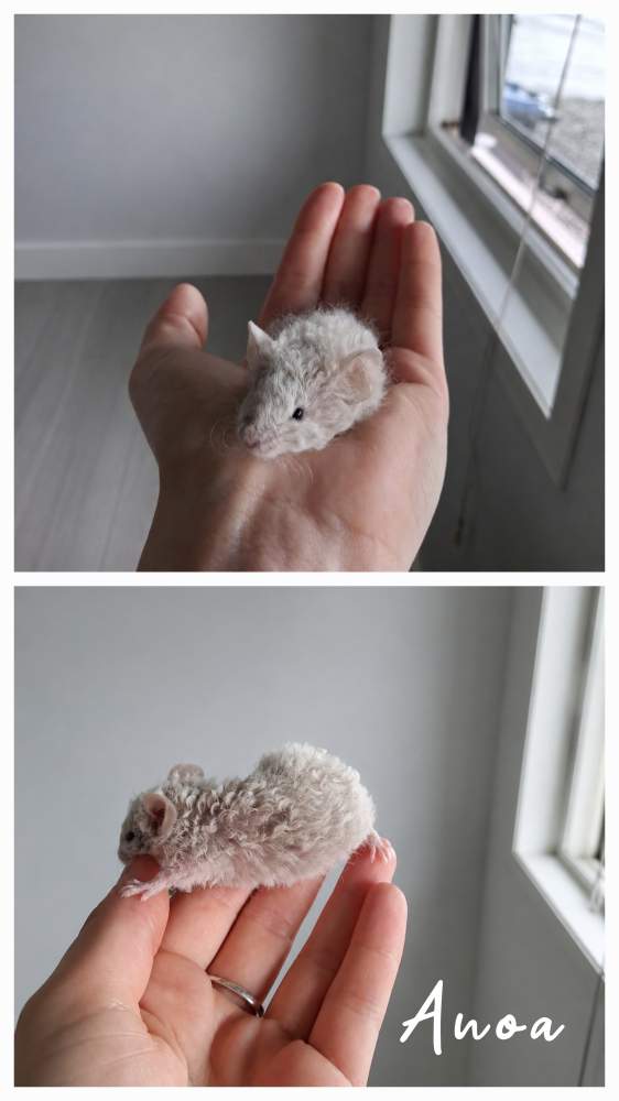 Fancy mouse Pet only Mus musculus 