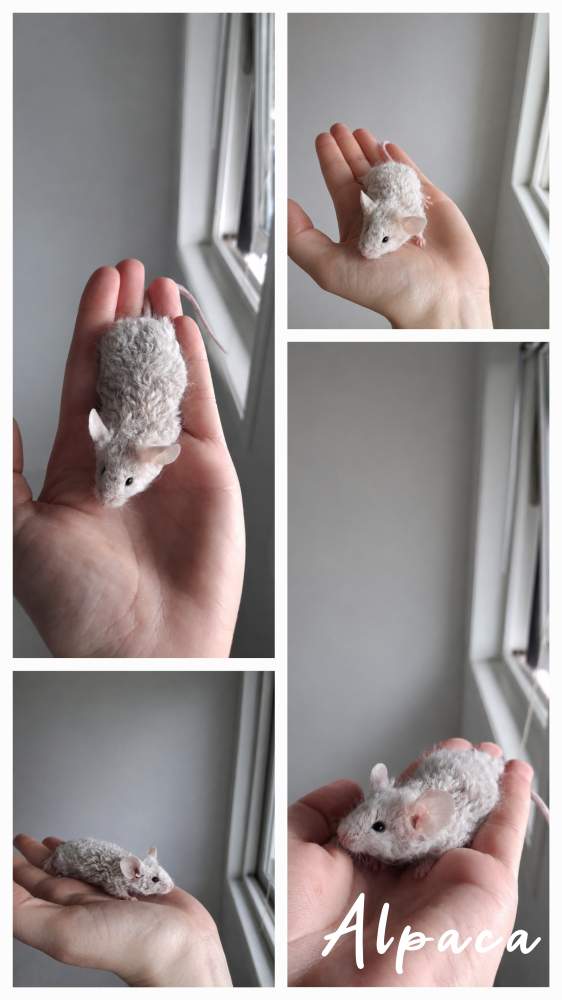 Fancy mouse Breeder Mus musculus 