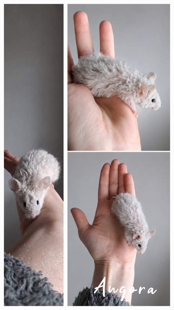 Fancy mouse Breeder Mus musculus 