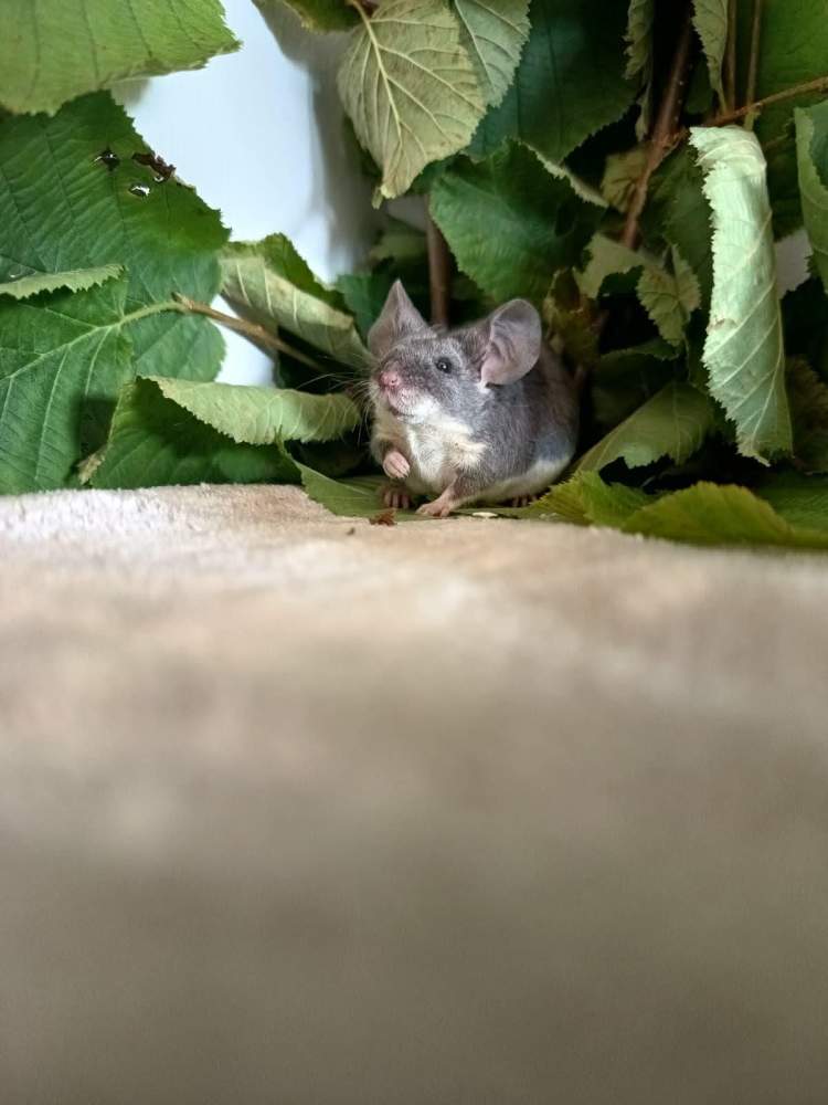 Fancy mouse Breeder Mus musculus 