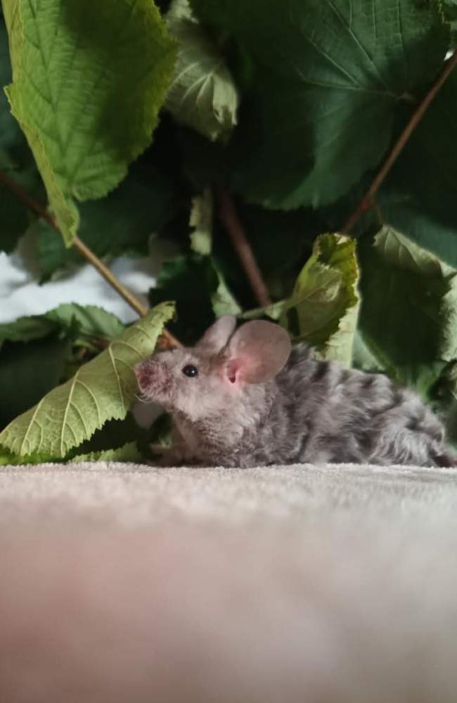 Fancy mouse Breeder Mus musculus 