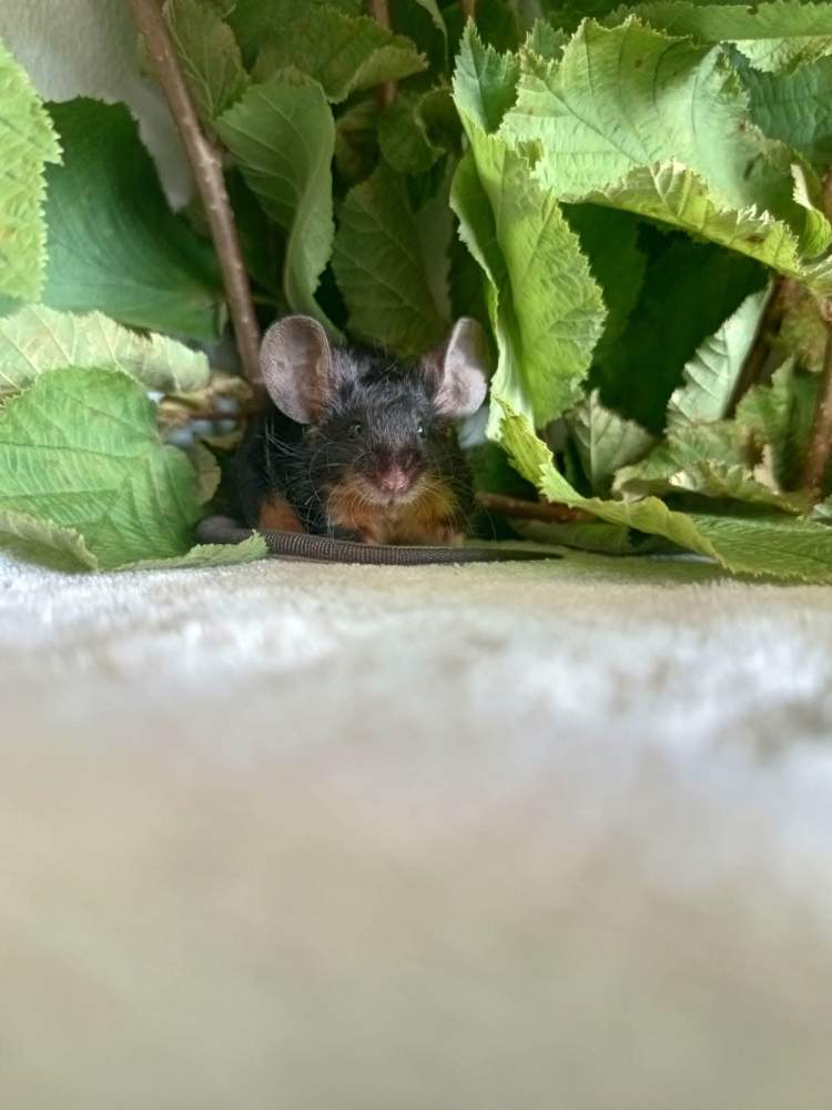 Fancy mouse Breeder Mus musculus 