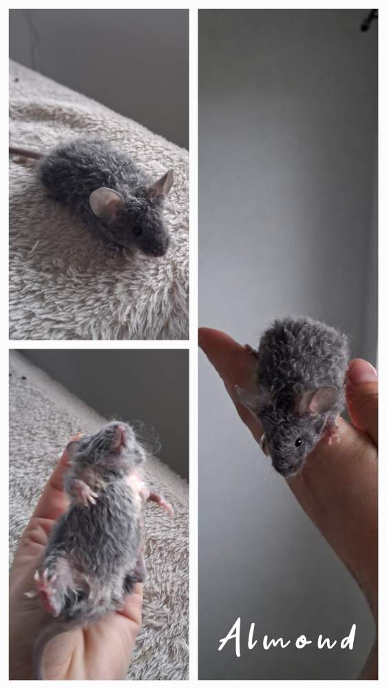 Fancy mouse Breeder Mus musculus 