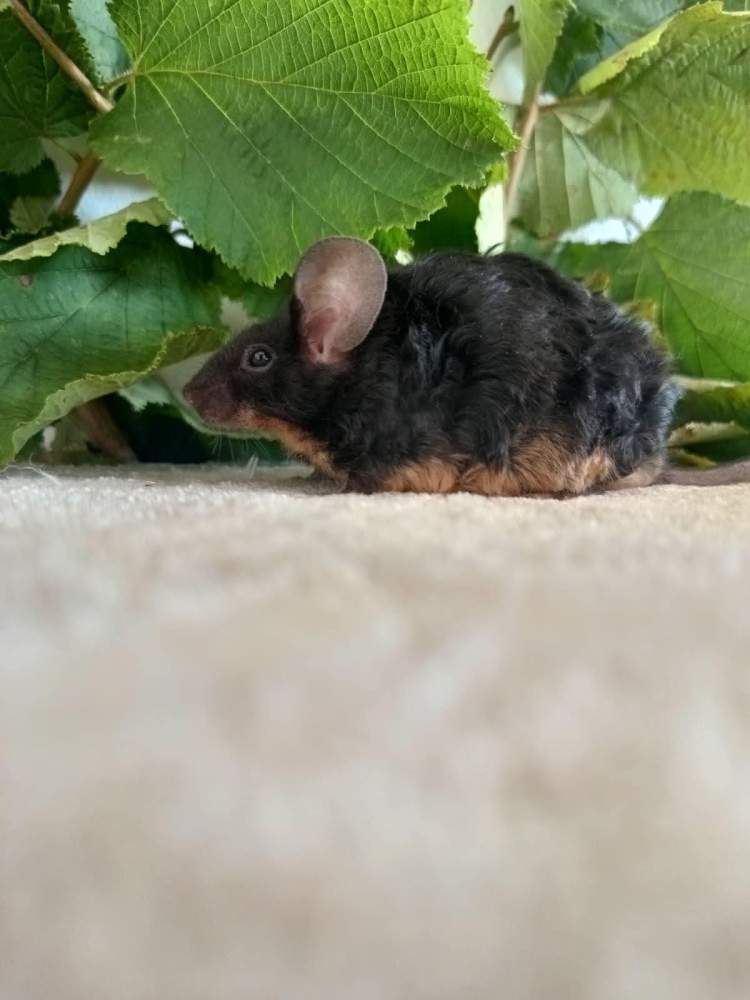 Fancy mouse Breeder Mus musculus 