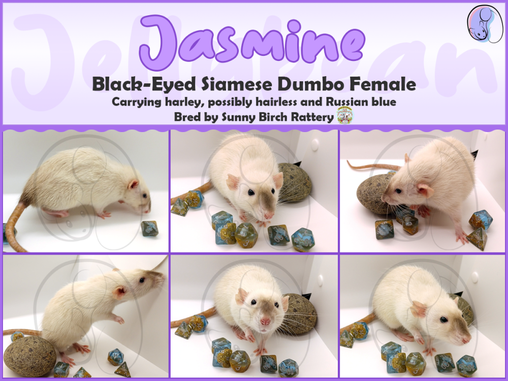 Fancy rat Owned by other Rattus norvegicus 