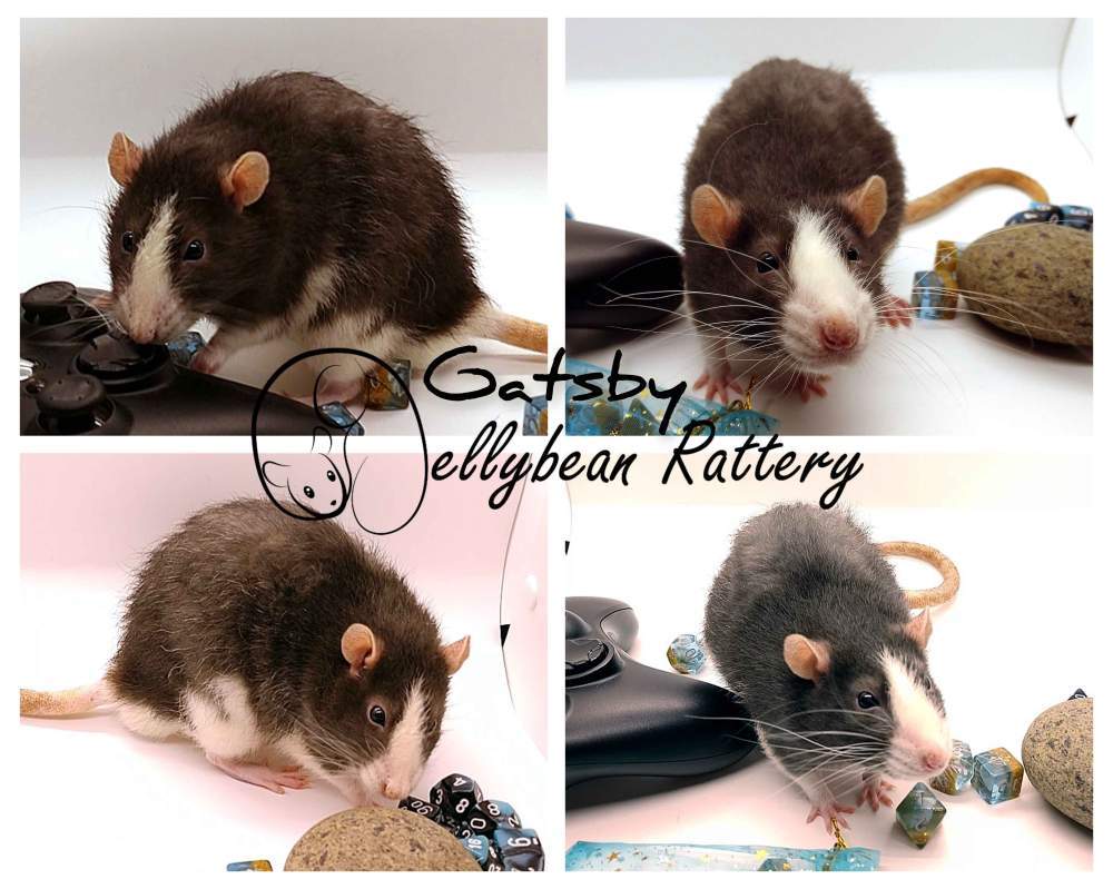 Fancy rat Owned by other Rattus norvegicus 