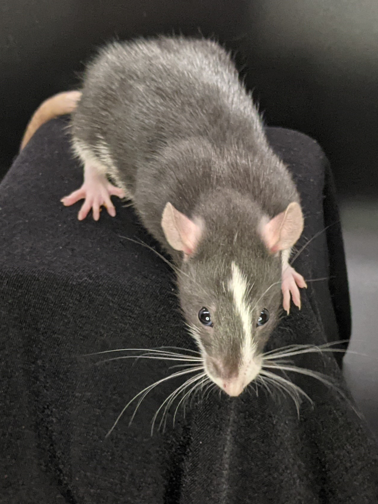 Fancy rat Owned by other Rattus norvegicus 