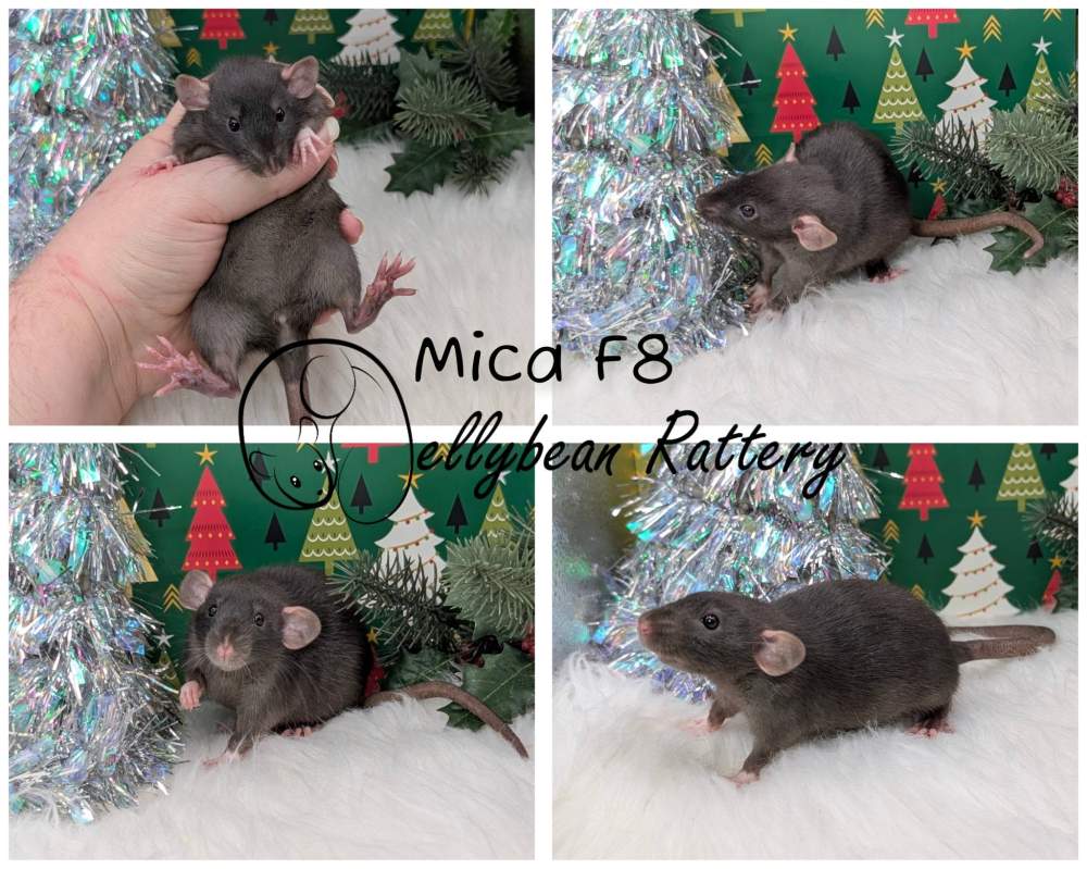 Fancy rat Breeder Rattus norvegicus 