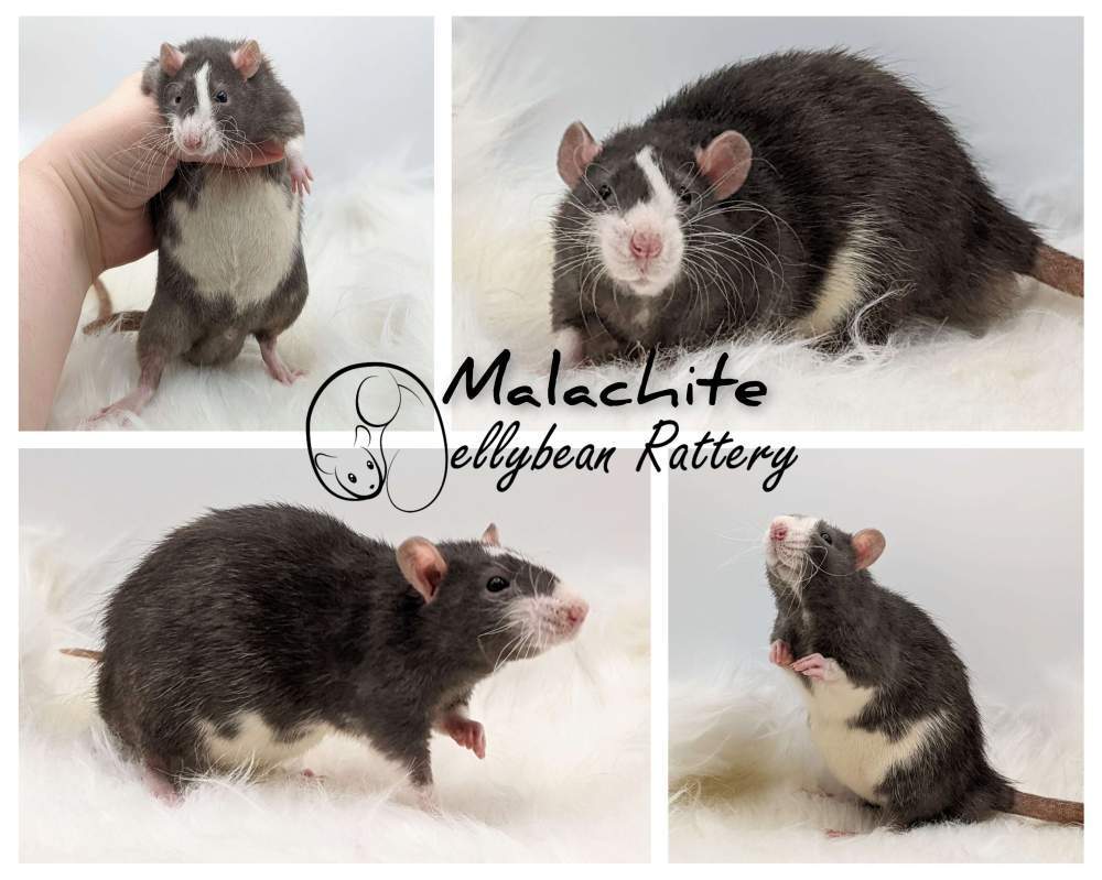 Fancy rat Owned by other Rattus norvegicus 
