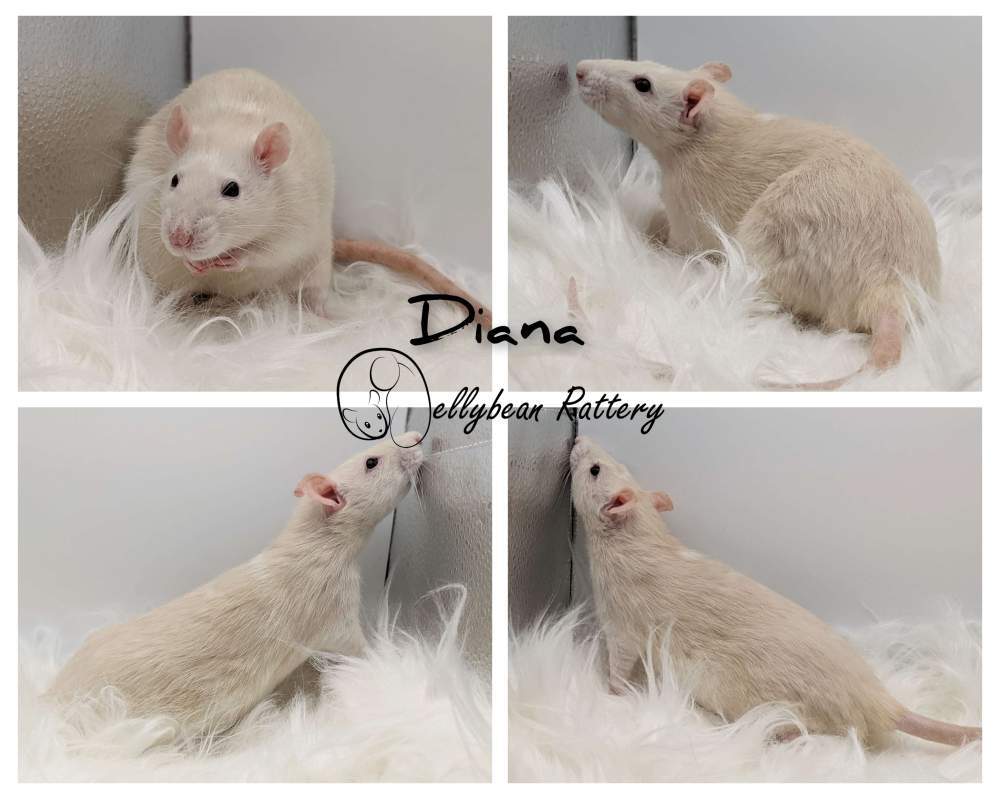 Fancy rat Owned by other Rattus norvegicus 