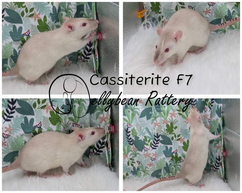 Fancy rat Breeder Rattus norvegicus 
