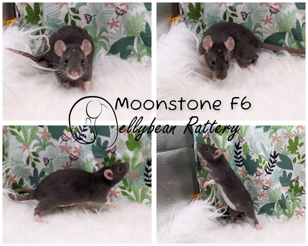 Fancy rat Owned by other Rattus norvegicus 