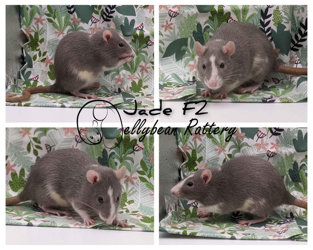 Fancy rat Owned by other Rattus norvegicus 