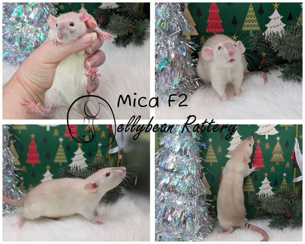 Fancy rat Breeder Rattus norvegicus 