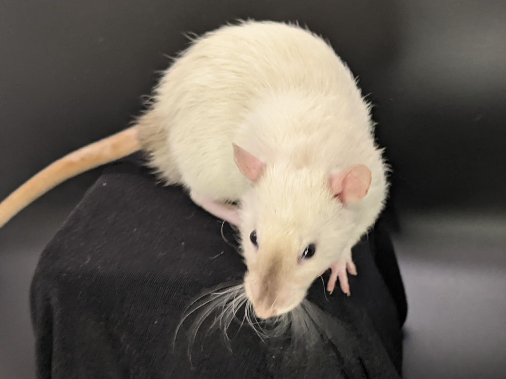 Fancy rat Owned by other Rattus norvegicus 