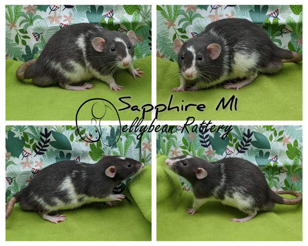 Fancy rat Breeder Rattus norvegicus 