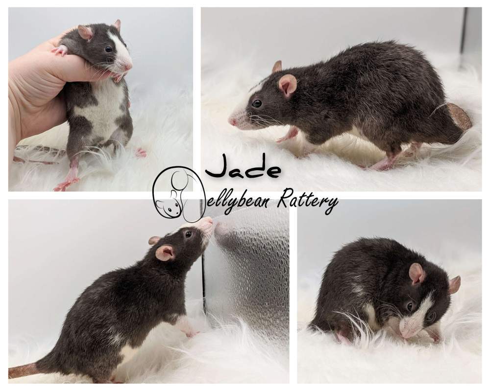 Fancy rat Owned by other Rattus norvegicus 