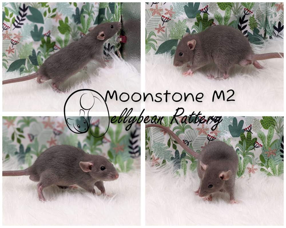 Fancy rat Breeder Rattus norvegicus 