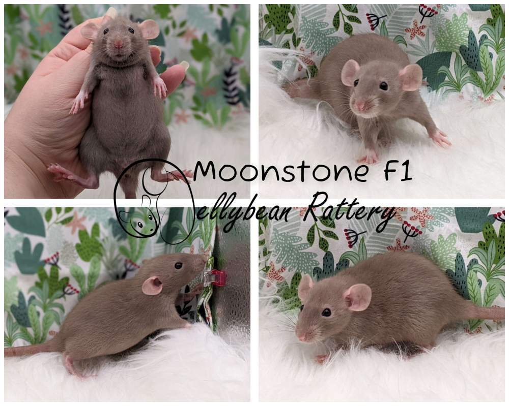 Fancy rat Owned by other Rattus norvegicus 