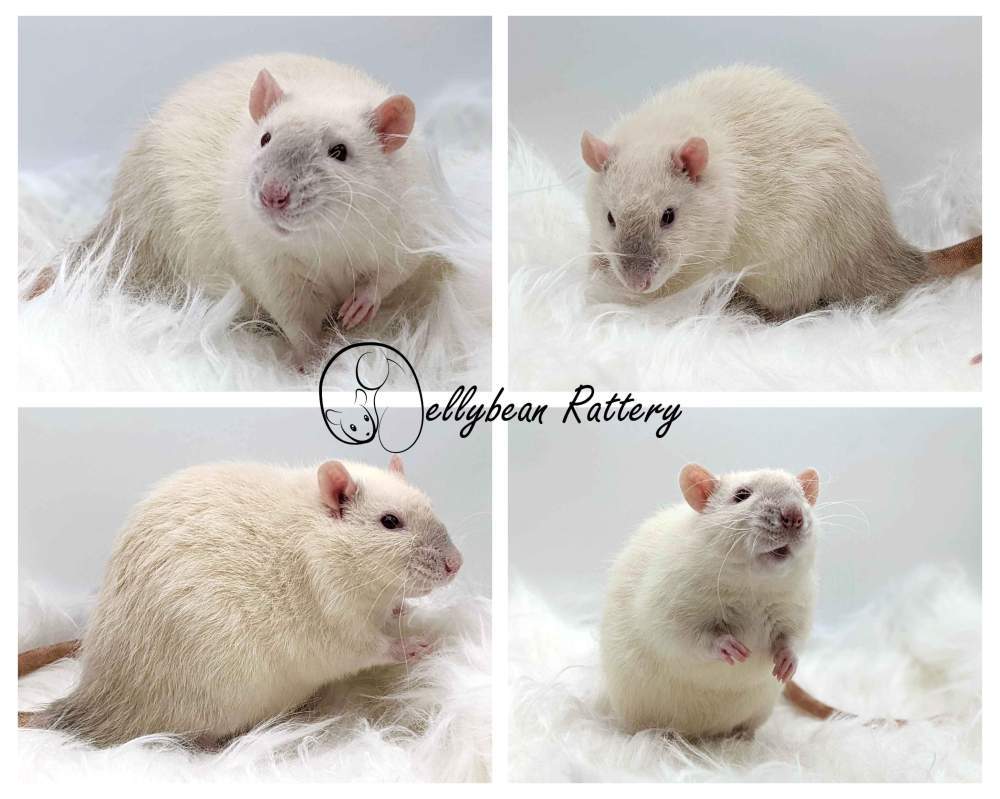 Fancy rat Owned by other Rattus norvegicus 