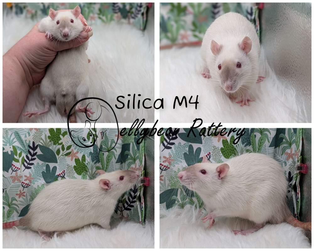 Fancy rat Breeder Rattus norvegicus 