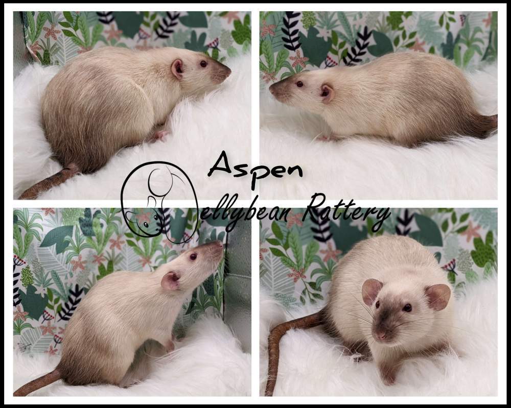 Fancy rat Owned by other Rattus norvegicus 