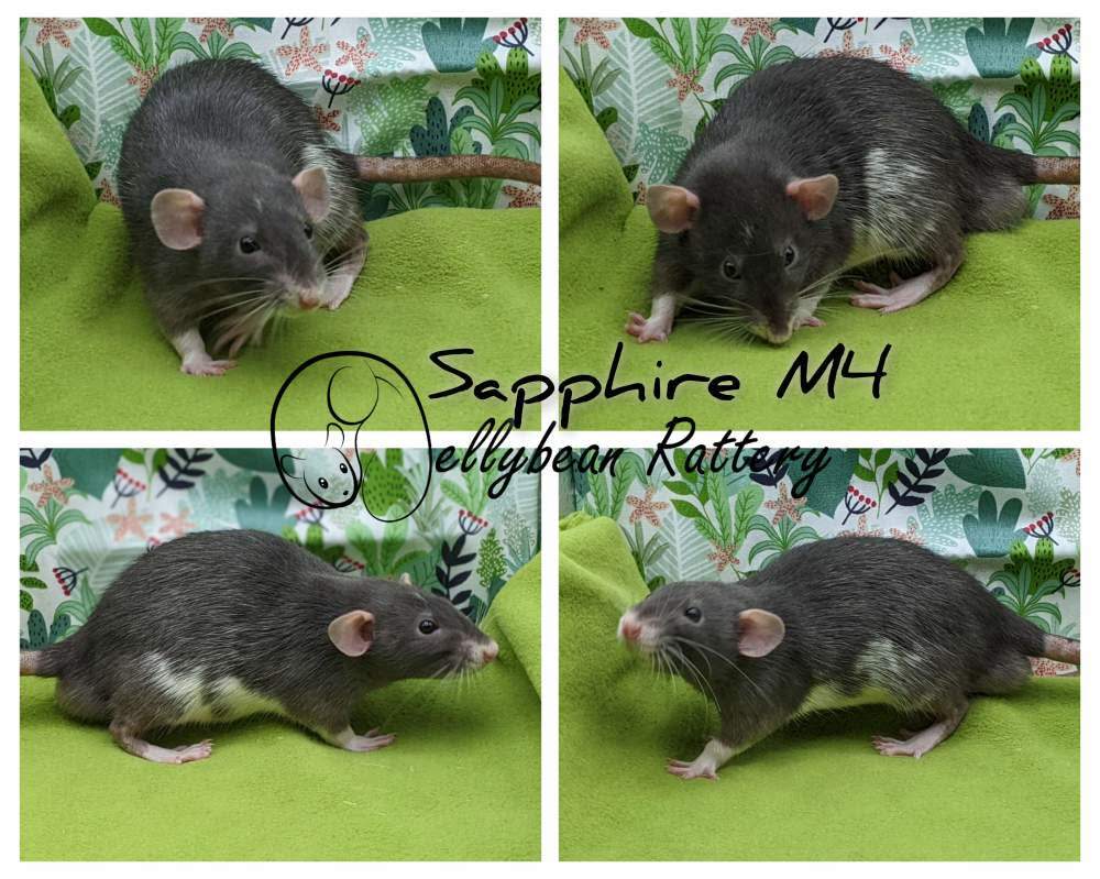 Fancy rat Breeder Rattus norvegicus 