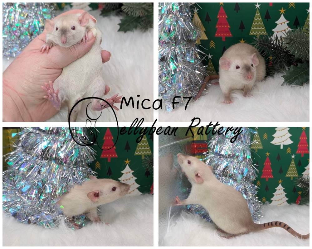 Fancy rat Breeder Rattus norvegicus 