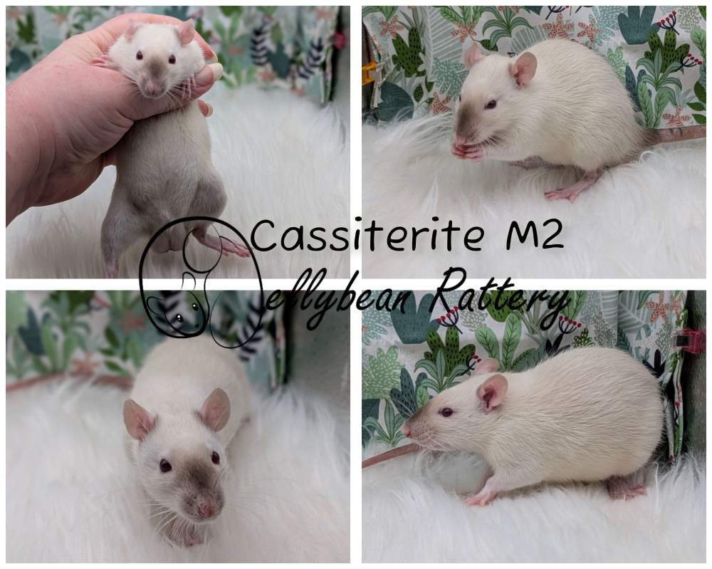 Fancy rat Breeder Rattus norvegicus 