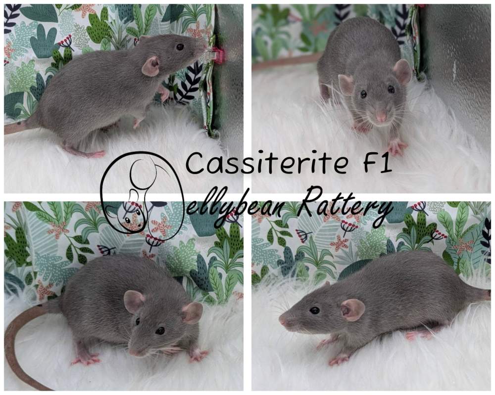 Fancy rat Breeder Rattus norvegicus 