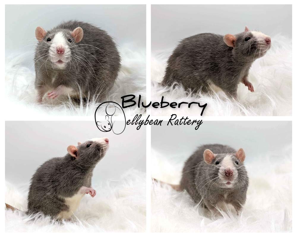 Fancy rat Owned by other Rattus norvegicus 