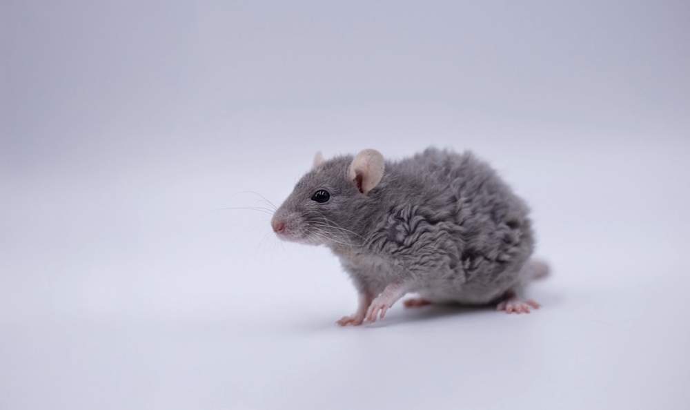 Fancy rat Breeder Rattus norvegicus 