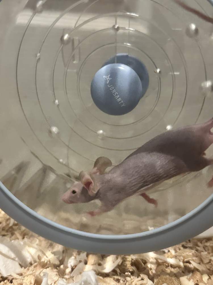 Fancy mouse Deceased Mus musculus 