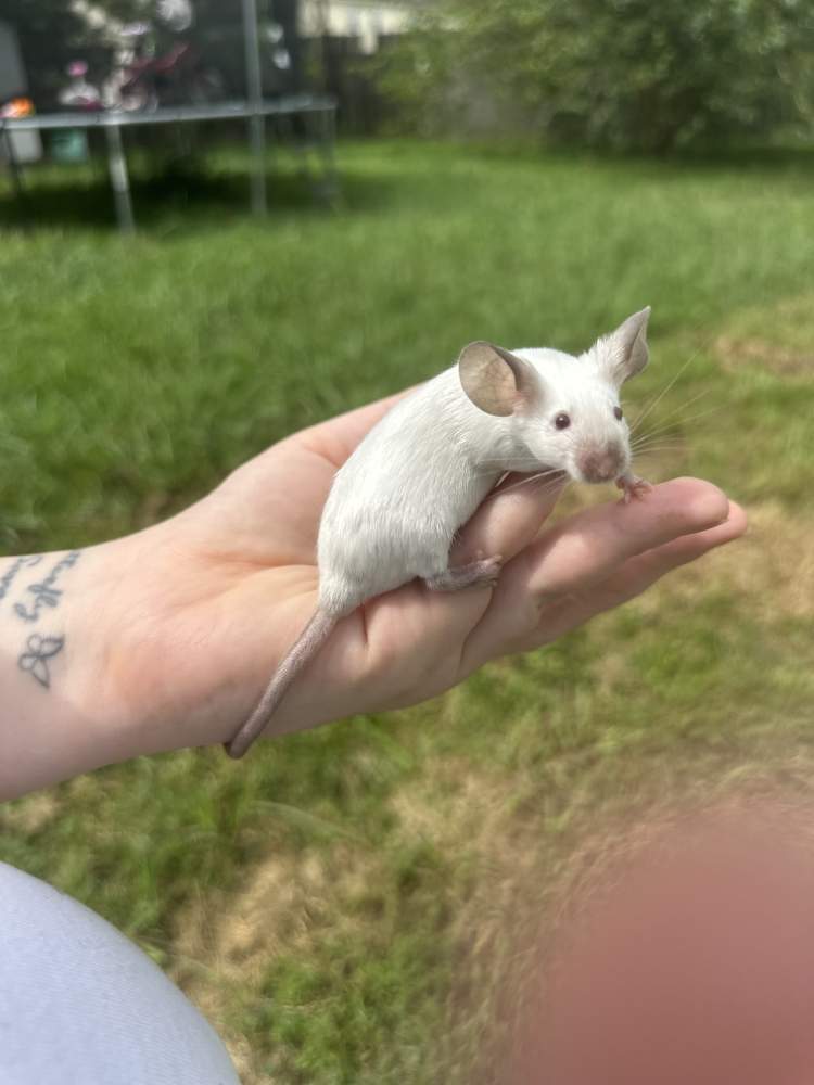 Fancy mouse Breeder Mus musculus 