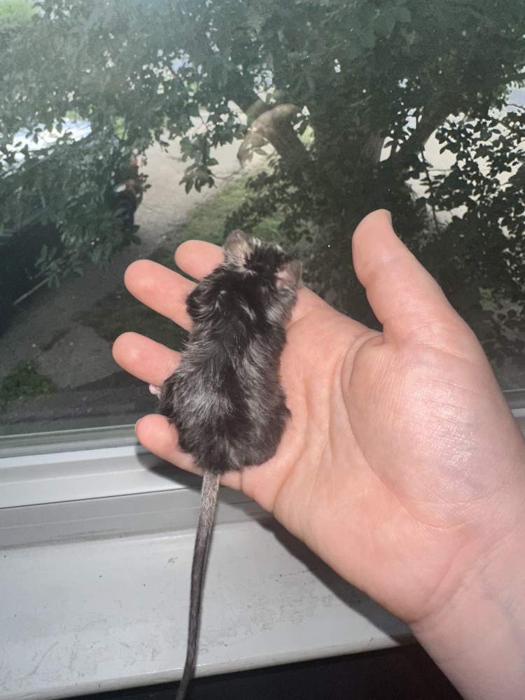 Fancy mouse Breeder Mus musculus 