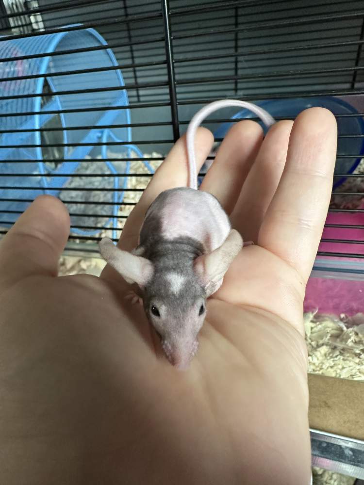 Fancy mouse Breeder Mus musculus 