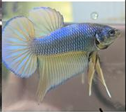 Siamese fighting fish Owned by other Betta splendens 