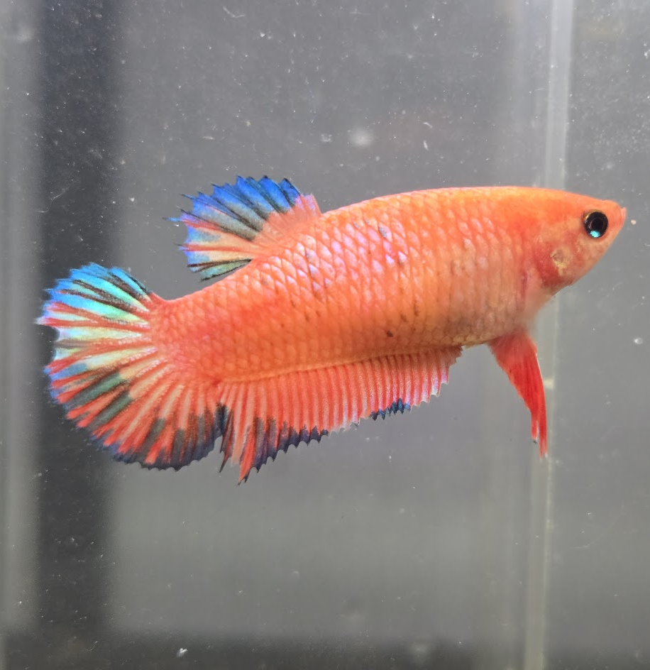 Siamese fighting fish Owned by other Betta splendens 