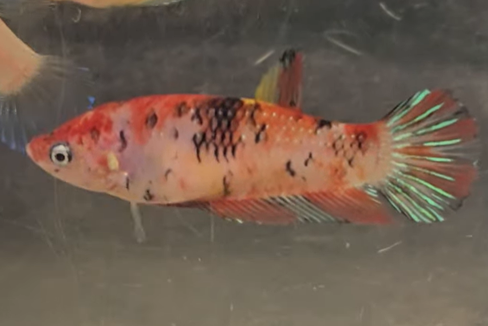 Siamese fighting fish Owned by other Betta splendens 
