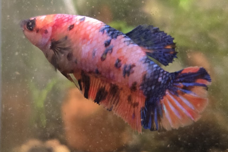 Siamese fighting fish Owned by other Betta splendens 