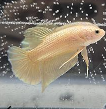Siamese fighting fish Owned by other Betta splendens 