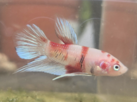 Siamese fighting fish Breeder Betta splendens 