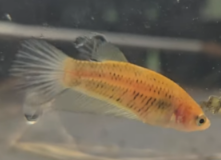 Siamese fighting fish Breeder Betta splendens 