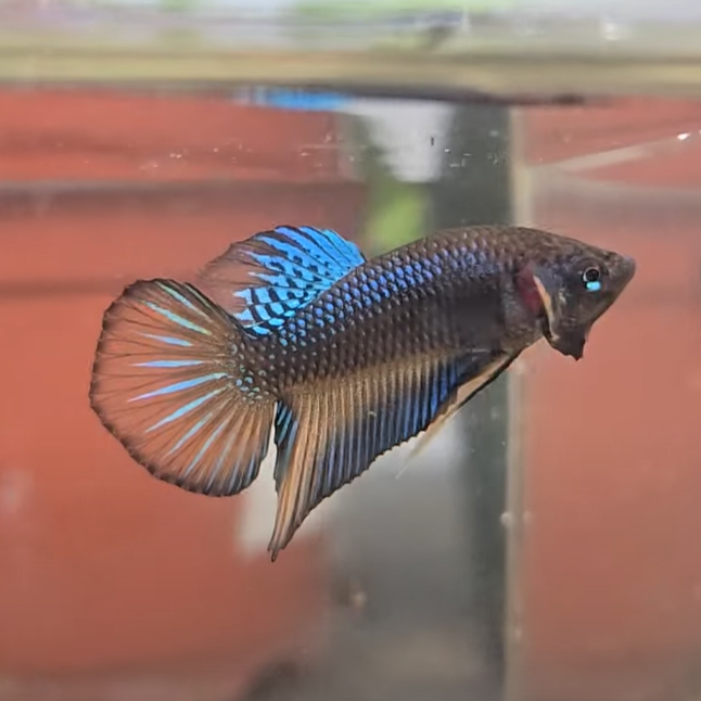 Siamese fighting fish Breeder Betta splendens 