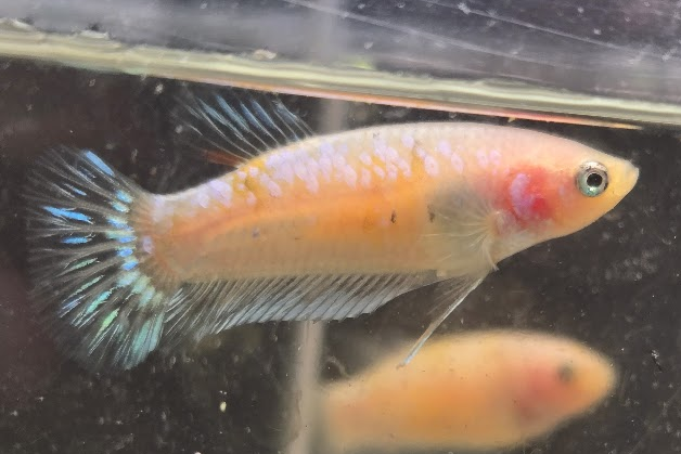 Siamese fighting fish Owned by other Betta splendens 