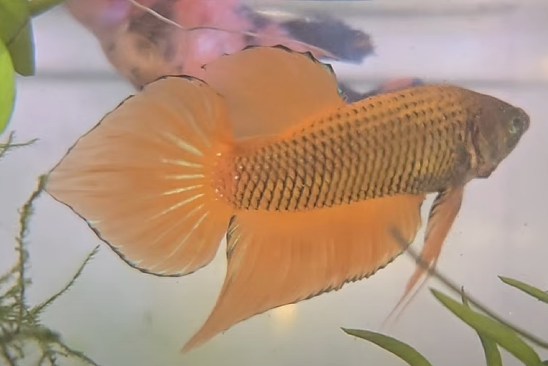Siamese fighting fish Owned by other Betta splendens 